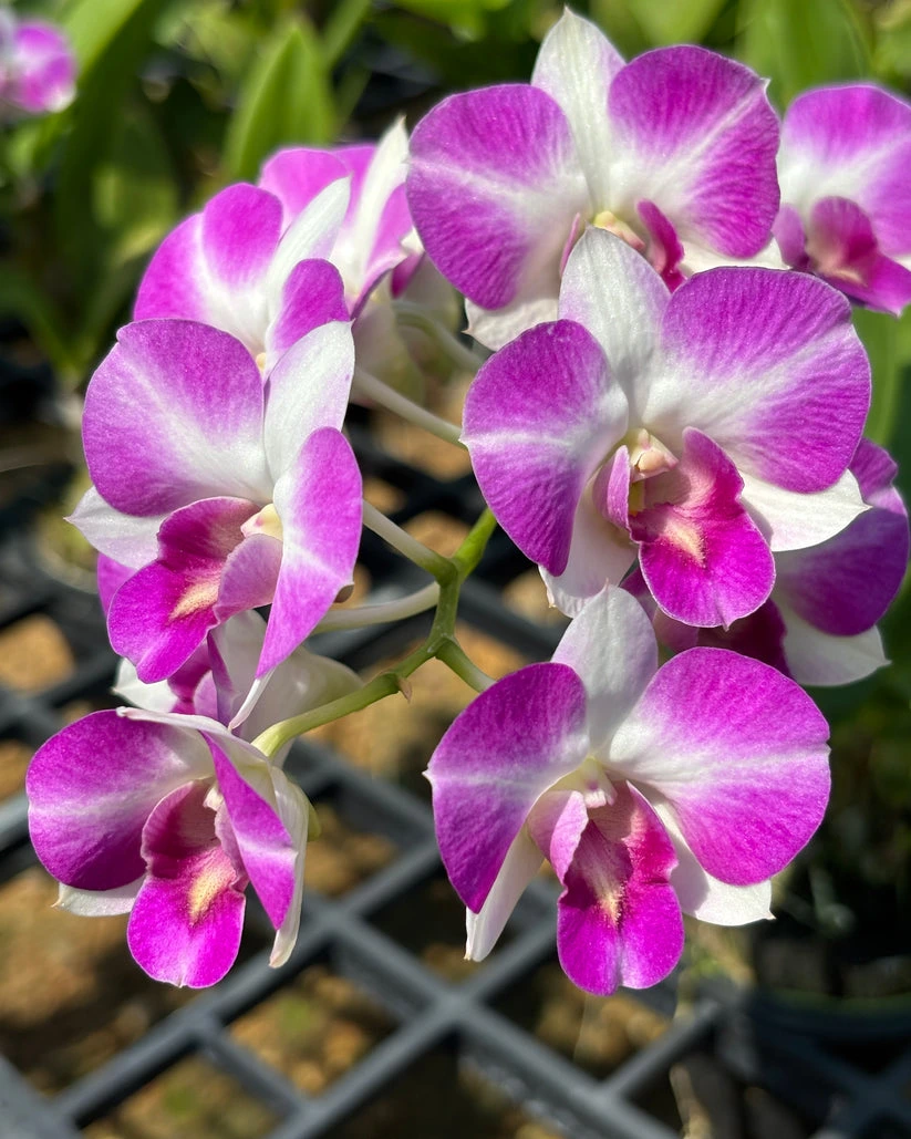 Dendrobium