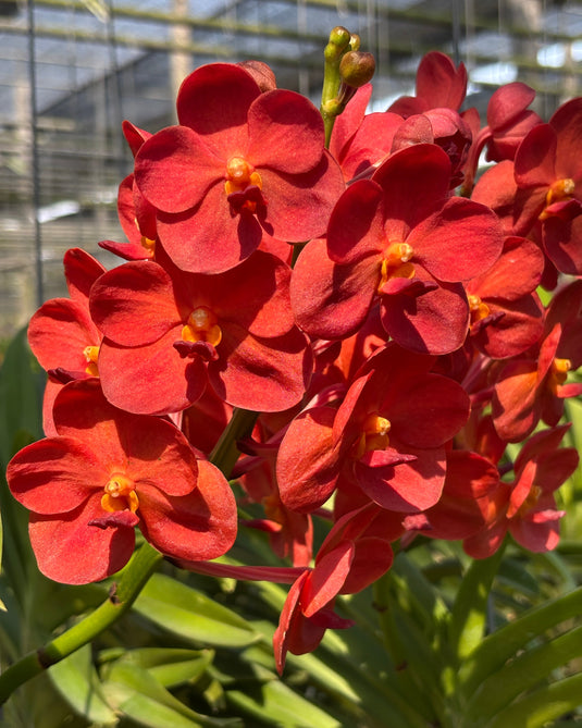 Vanda