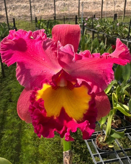 Cattleya