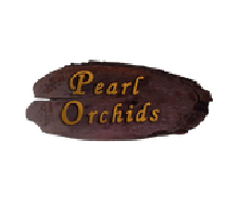 Pearl Orchids