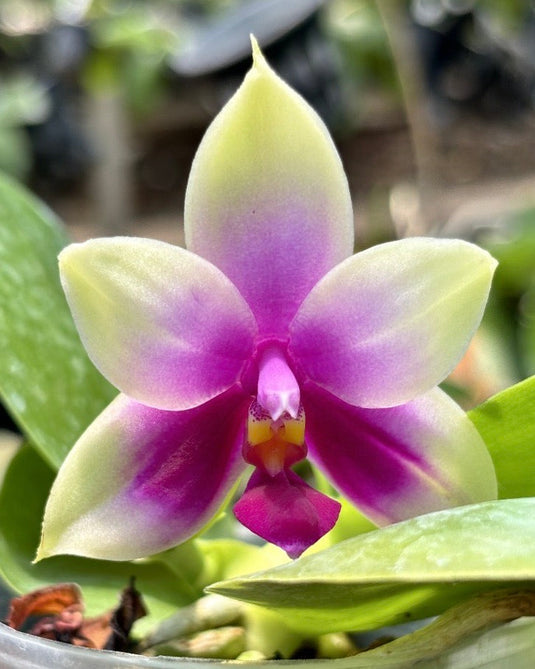Novelty Phalaenopsis