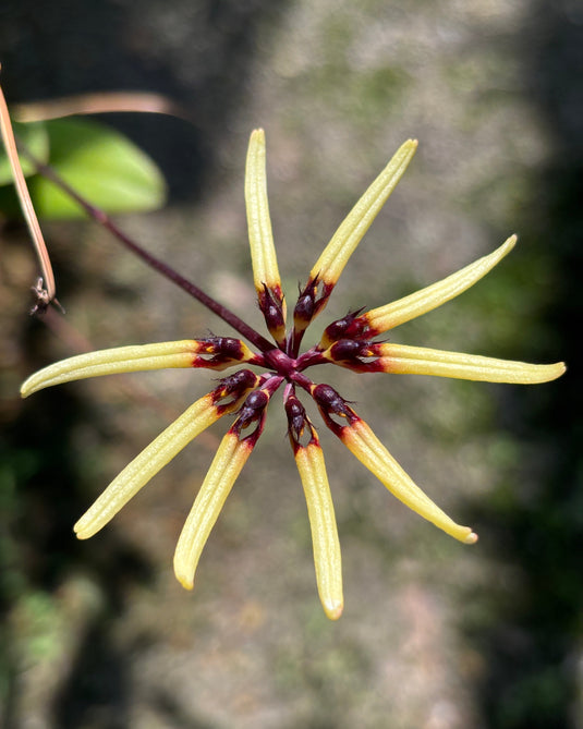 Bulbophyllum