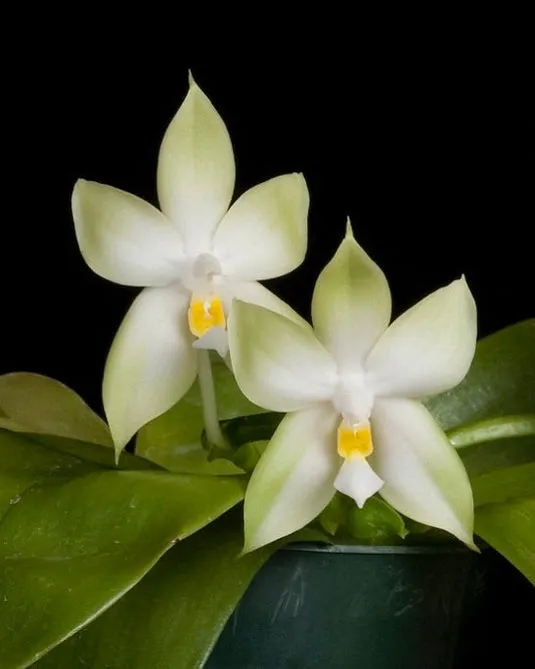 Fragrant Orchids