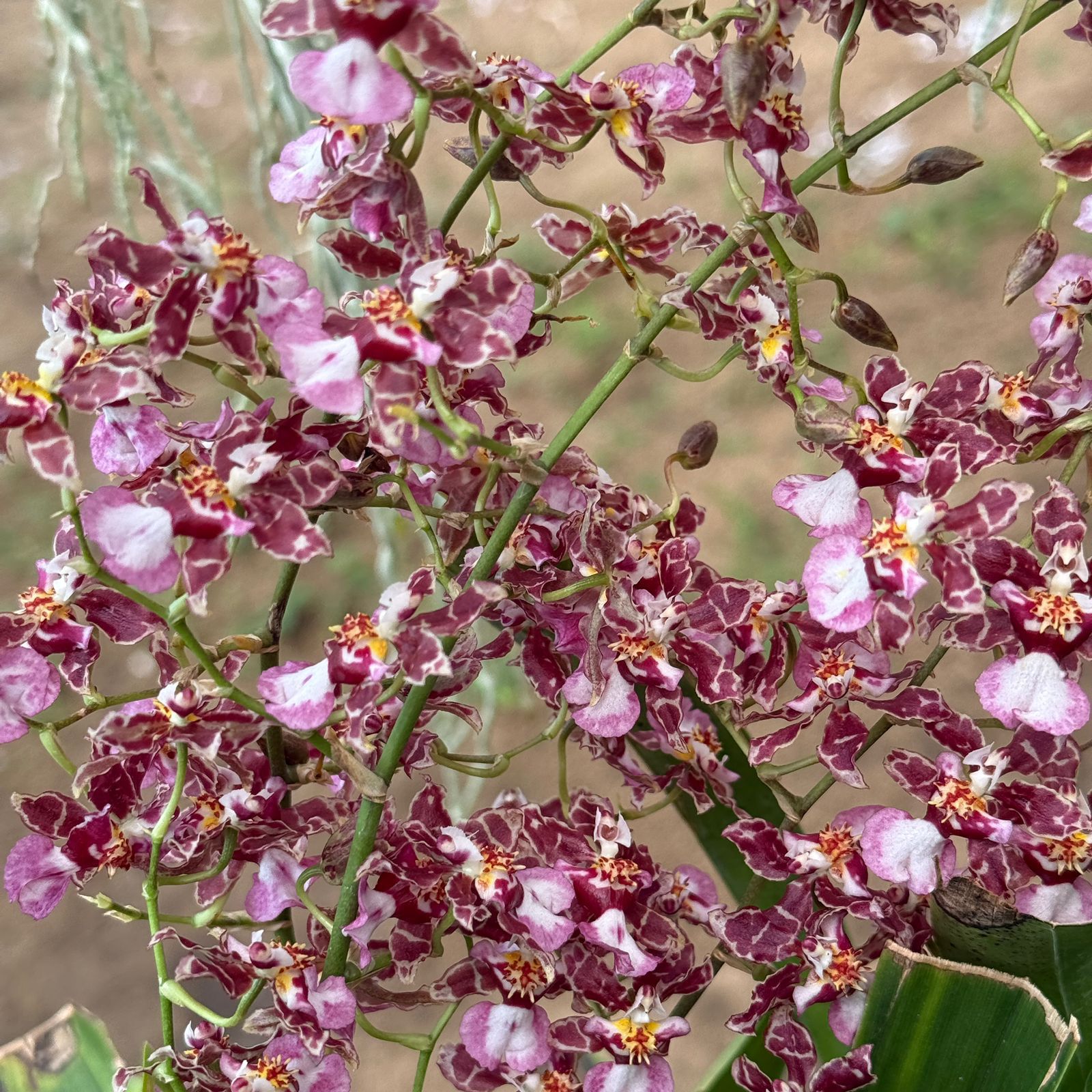 Oncidium