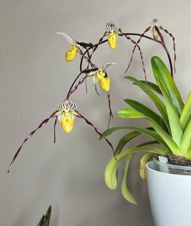 Paphiopedilum 