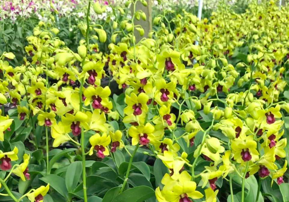 Dendrobium Seedlings