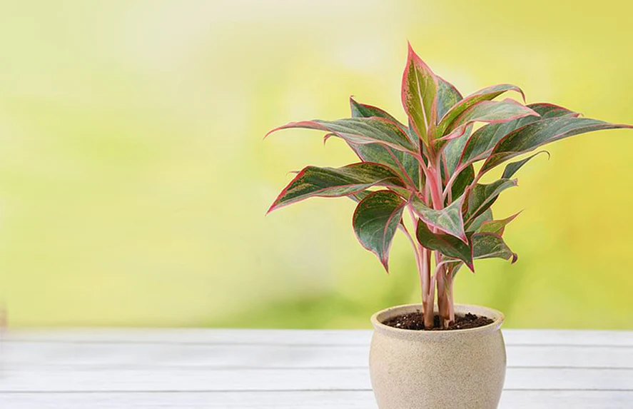 Fresh Arrivals for Your Green Space